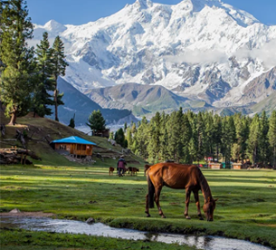 Horse grazing at Fairy Meadows with Nanga Parbat mountain peak in Pakistan adventure tour