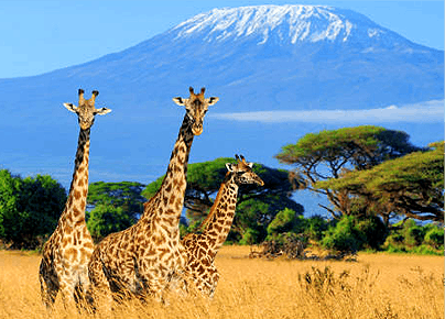 Three giraffes standing in a savanna with a massive snow-capped mountain peak representing international vacation tour packages